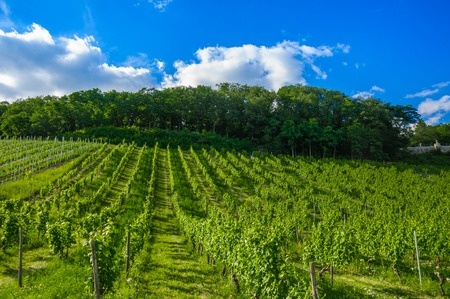 Les bases de la viticulture bio et en biodynamie